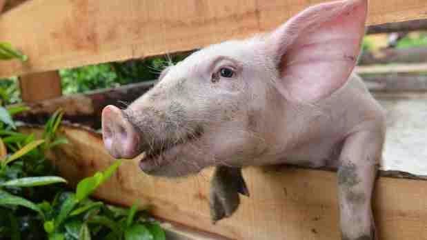 Maestra de Primaria: Animales omnívoros.