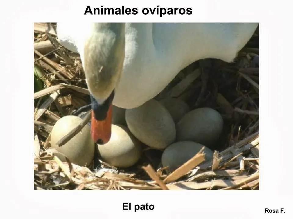 Maestra de Primaria: Animales ovíparos. Vocabulario en imágenes ... Maestra de Primaria: Animales ovíparos. Vocabulario en imágenes ...
