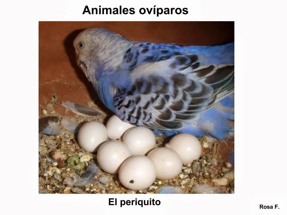 Maestra de Primaria: Animales ovíparos. Vocabulario en imágenes ... Maestra de Primaria: Animales ovíparos. Vocabulario en imágenes ...