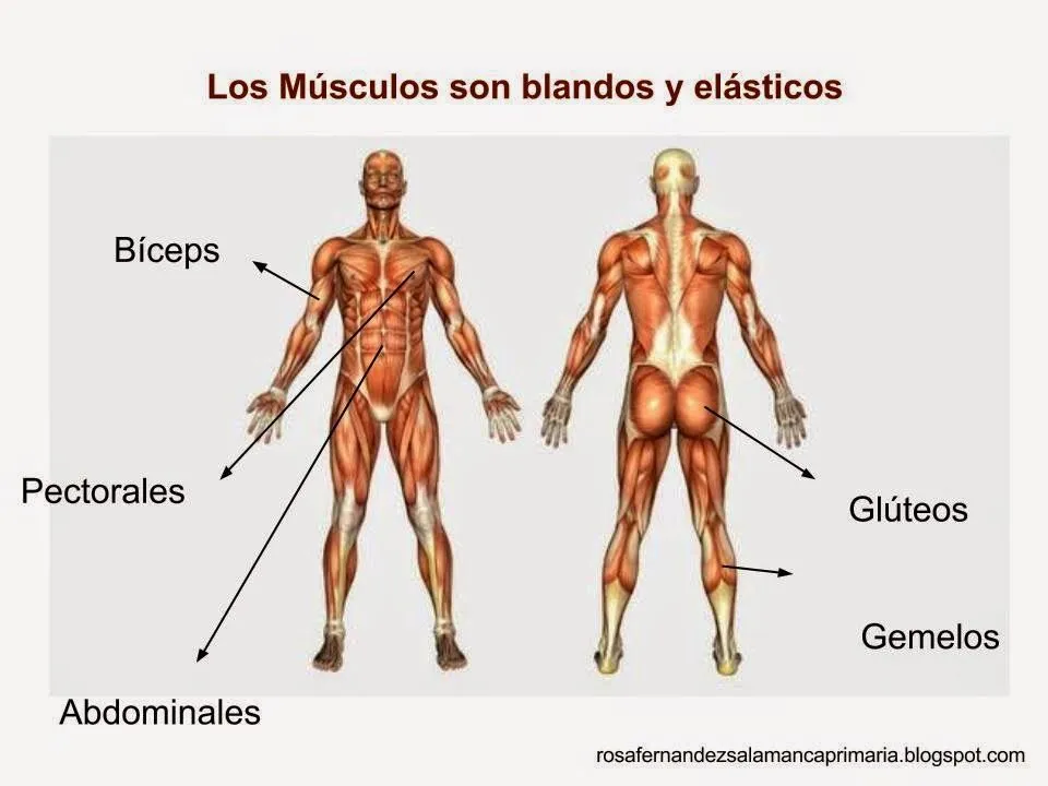 Maestra de Primaria: Nuestro cuerpo. Huesos, articulaciones ...