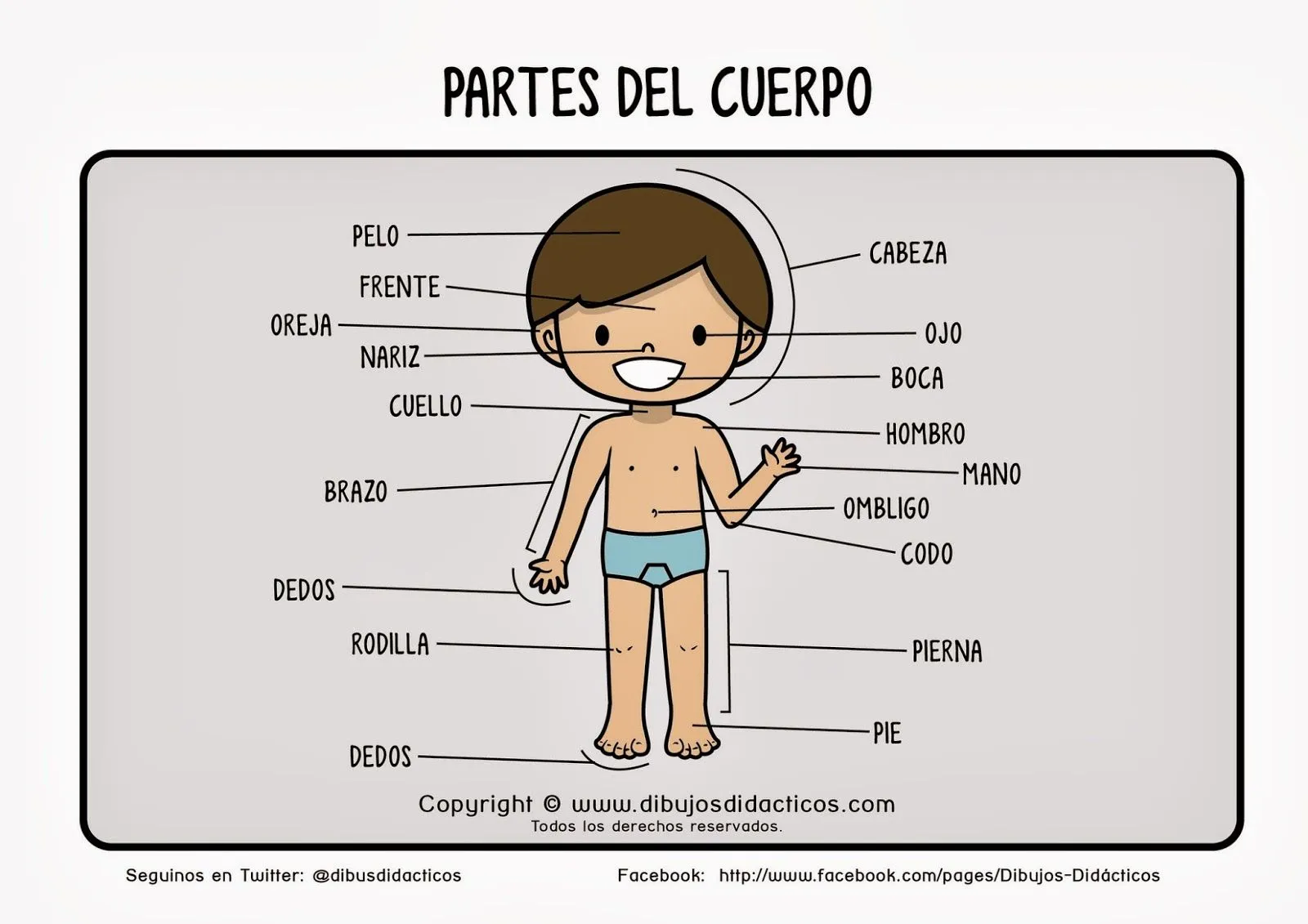 Maestra de Primaria: El cuerpo humano