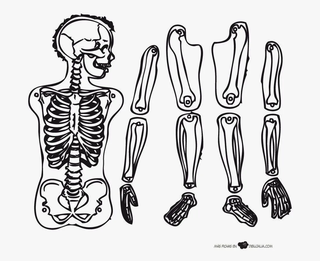 Maestra de Primaria: El cuerpo humano. Esqueletos para montar. Maestra de Primaria: El cuerpo humano. Esqueletos para montar.