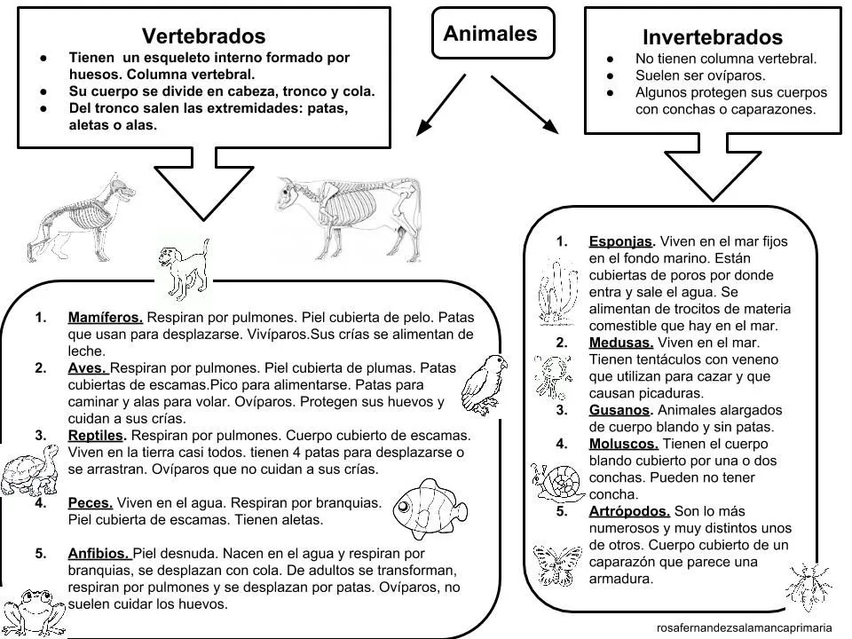Maestra de Primaria: Esquema del tema Los animales. Clasificación ... Maestra de Primaria: Esquema del tema Los animales. Clasificación ...