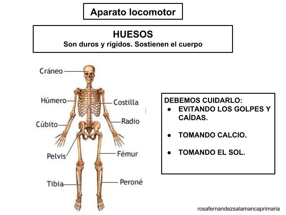 Maestra de Primaria: Función de Relación: órganos de los sentidos, Sistema  Nervioso y Aparato locomotor. Nivel 3º de Primaria