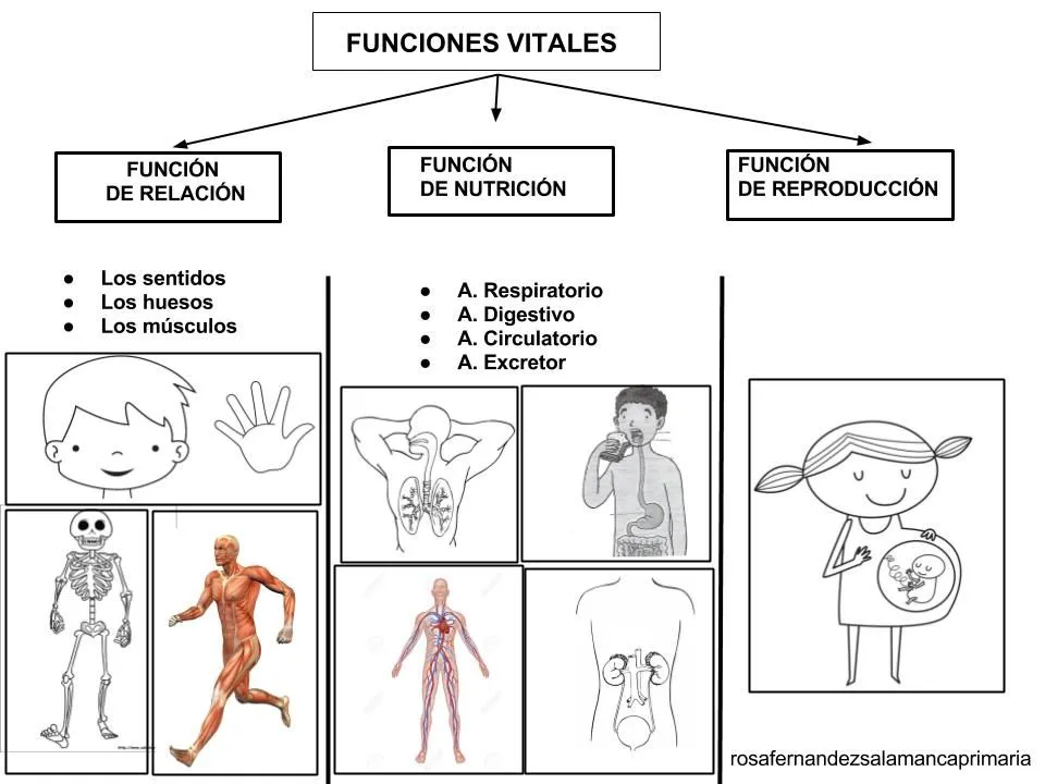 Maestra de Primaria: Funciones Vitales de los seres vivos. Nivel 2º de  Primaria.