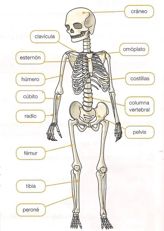 Maestra de Primaria: Los huesos y los músculos del cuerpo. El ... Maestra de Primaria: Los huesos y los músculos del cuerpo. El ...