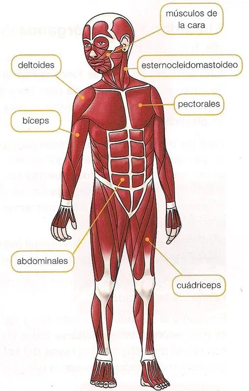 Maestra de Primaria: Los huesos y los músculos del cuerpo. El ... Maestra de Primaria: Los huesos y los músculos del cuerpo. El ...