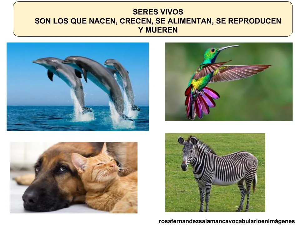 Maestra de Primaria: Seres vivos y Seres inertes. Características de los seres vivos. Maestra de Primaria: Seres vivos y Seres inertes. Características de los seres vivos.