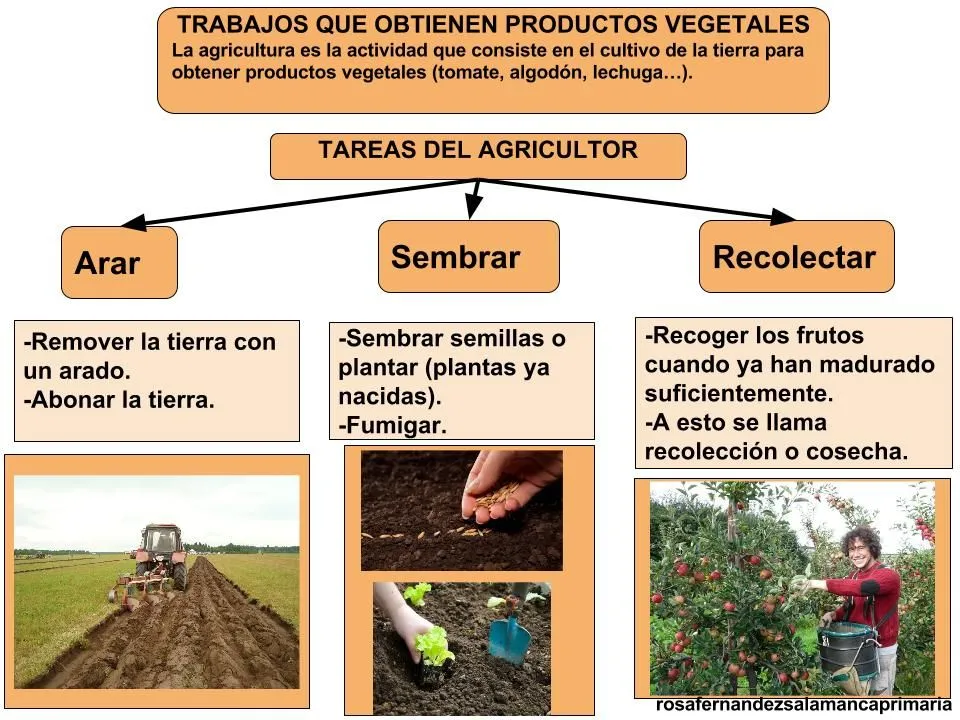 Maestra de Primaria: El trabajo. Sector primario, secundario y terciario.