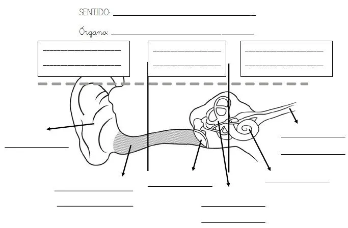 MIS COSAS DE MAESTRA*: LOS SENTIDOS: Esquemas para completar