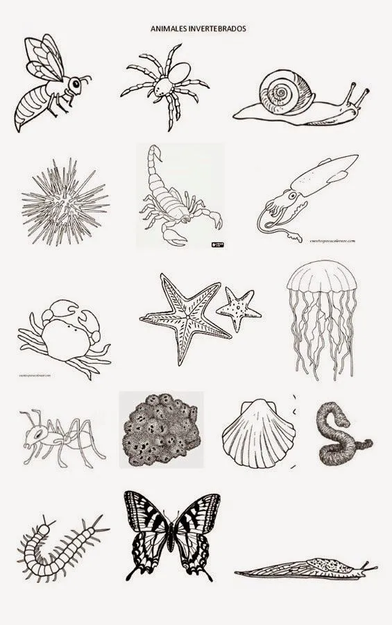 maestraescuela: Conocimiento del medio: Los animales invertebrados
