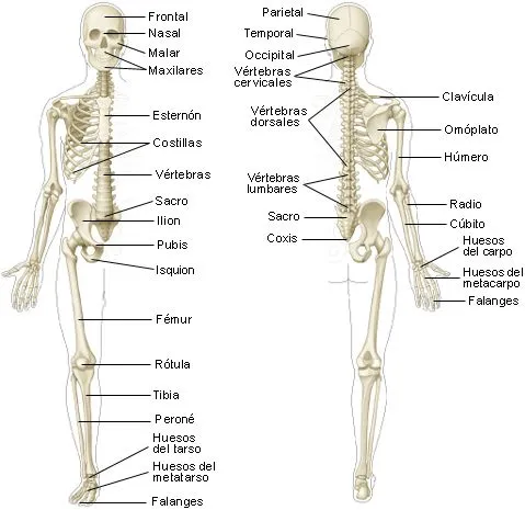 Maestrìa Tecnologìa : EL ESQUELETO HUMANO