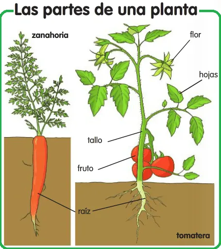 Maestro San Blas: Partes de las plantas