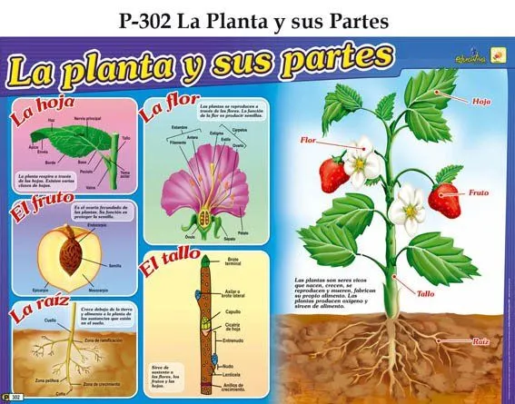Maestros Preescolares en Accion: Carteles Educativos Maestros Preescolares en Accion: Carteles Educativos