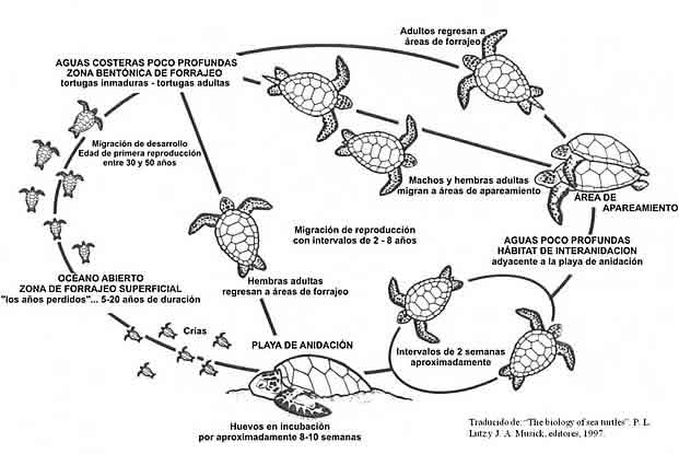 MAGIA CANINA: EL DRAMA DE LAS TORTUGAS MARINAS.