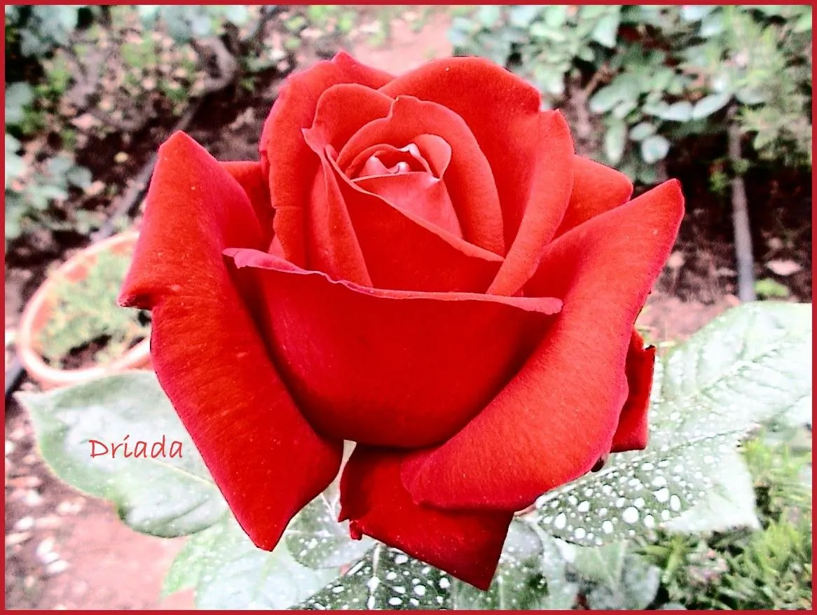 LA MAGIA DE MI JARDIN: ROSAL INGRID BERMANG LA MAGIA DE MI JARDIN: ROSAL INGRID BERMANG