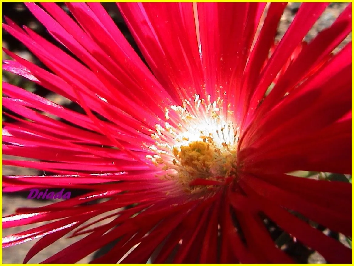 LA MAGIA DE MI JARDIN: RADARES AL SOL