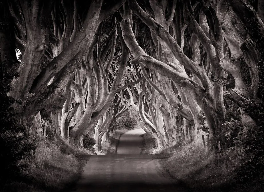 El Mágico Camino de Dark Hedges … | blogdepelusita El Mágico Camino de Dark Hedges … | blogdepelusita