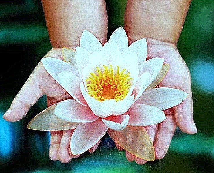 El Mágico Despertar de los Sentidos: LA FLOR DE LOTO El Mágico Despertar de los Sentidos: LA FLOR DE LOTO