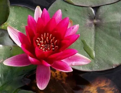El Mágico Despertar de los Sentidos: LA FLOR DE LOTO El Mágico Despertar de los Sentidos: LA FLOR DE LOTO