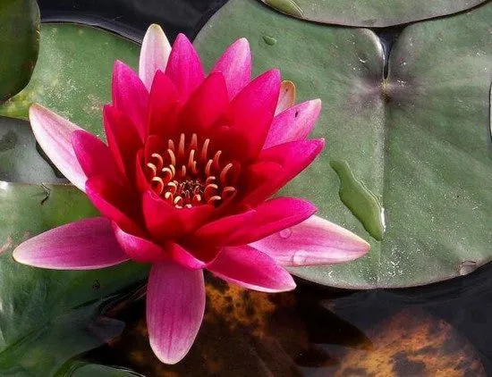 El Mágico Despertar de los Sentidos: LA FLOR DE LOTO El Mágico Despertar de los Sentidos: LA FLOR DE LOTO