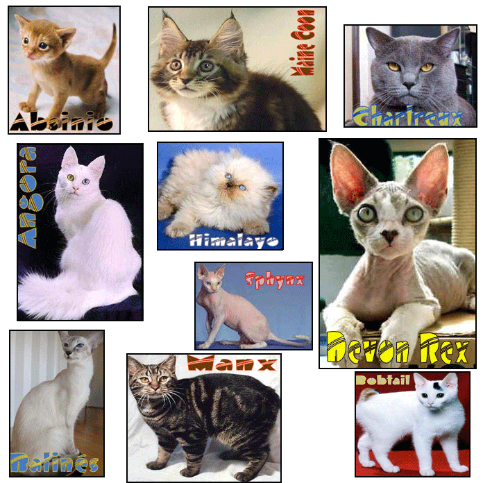 EL MAGICO MUNDO FELINO DE NIKI: Razas de gatos. Sus ... EL MAGICO MUNDO FELINO DE NIKI: Razas de gatos. Sus ...