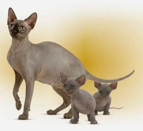 EL MAGICO MUNDO FELINO DE NIKI: Razas de gatos. Sus ...