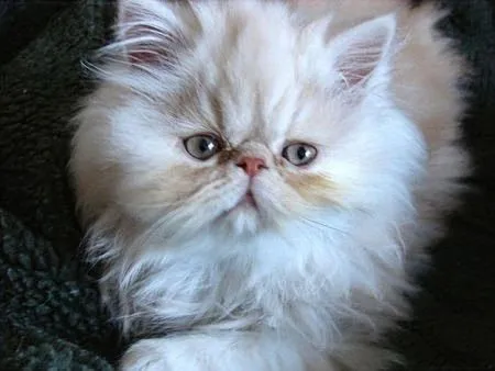 EL MAGICO MUNDO FELINO DE NIKI: Razas de gatos. Sus ... EL MAGICO MUNDO FELINO DE NIKI: Razas de gatos. Sus ...