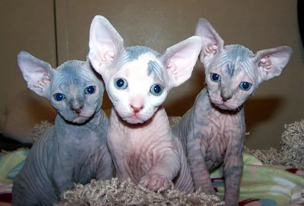 EL MAGICO MUNDO FELINO DE NIKI: Razas de gatos. Sus ... EL MAGICO MUNDO FELINO DE NIKI: Razas de gatos. Sus ...