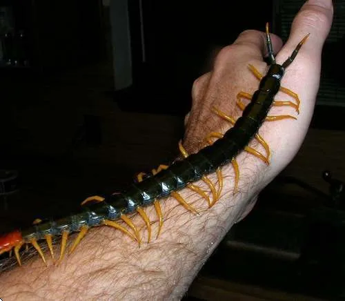 Magnetica FM, ¡El Conocimiento eres Tú!: Insectos Curiosos, el ... Magnetica FM, ¡El Conocimiento eres Tú!: Insectos Curiosos, el ...