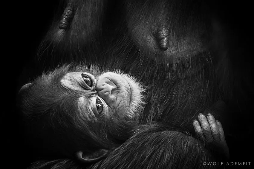 Magníficas fotografías en blanco y negro de animales por Wolf ... Magníficas fotografías en blanco y negro de animales por Wolf ...