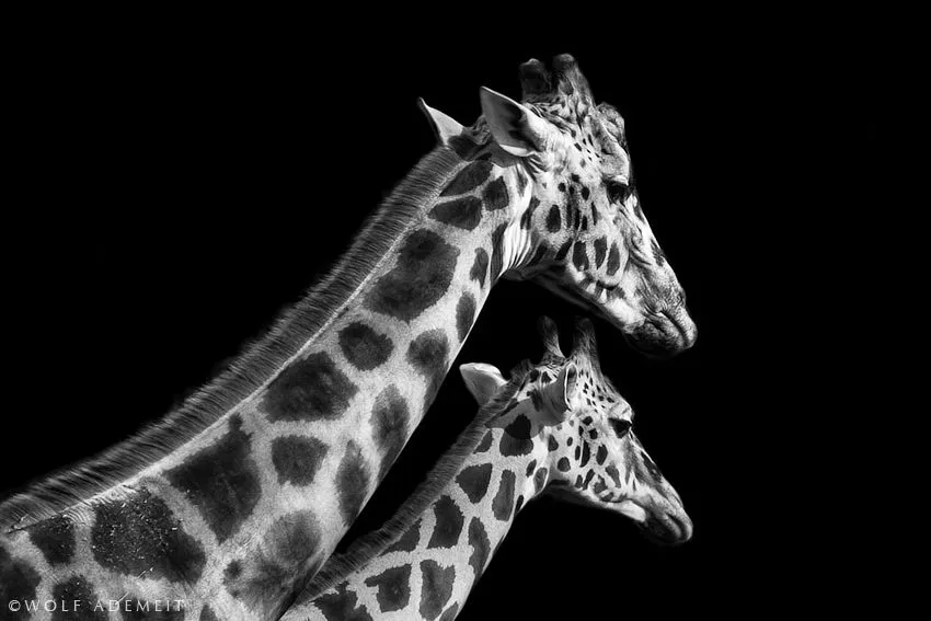 Magníficas fotografías en blanco y negro de animales por Wolf ...