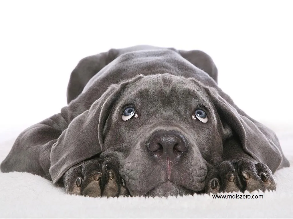 Mais Zero - Diversão nota 10: Wallpapers de Cachorros Mais Zero - Diversão nota 10: Wallpapers de Cachorros