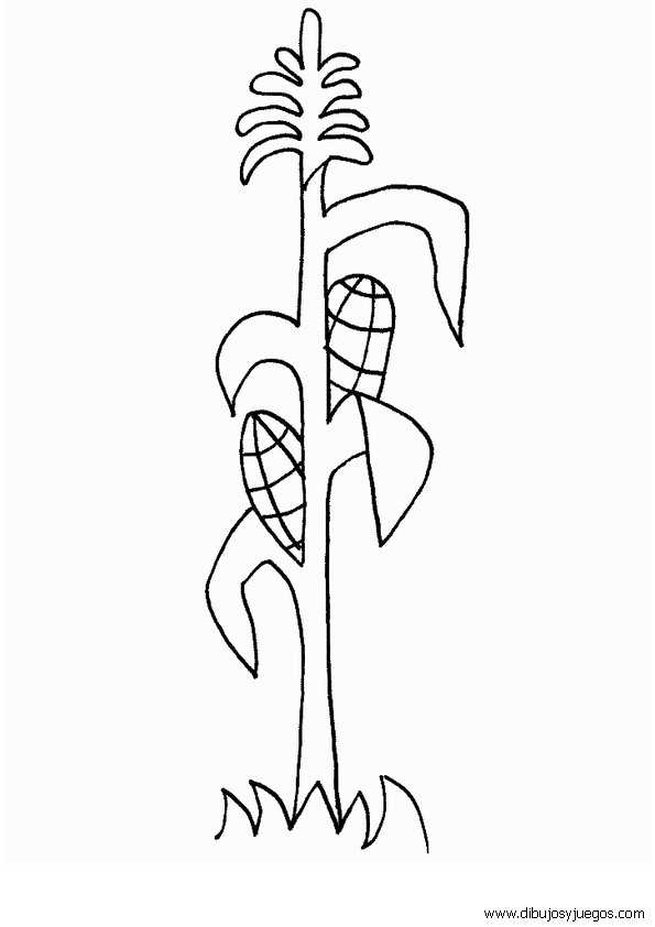 Maiz dibujos para colorear - Imagui