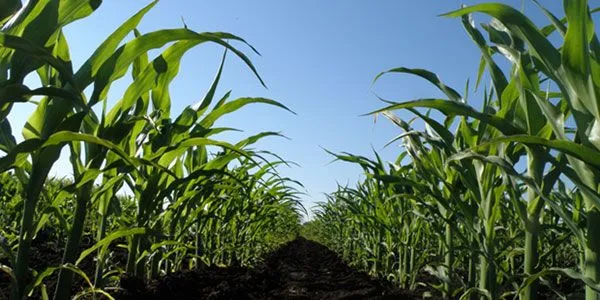 Maíz con más proteína - 2000Agro Revista Industrial del Campo Maíz con más proteína - 2000Agro Revista Industrial del Campo