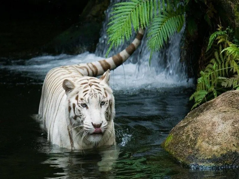 El majestuoso tigre blanco - Taringa!