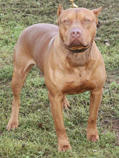 Male Red Nose American Pit Bull Terriers