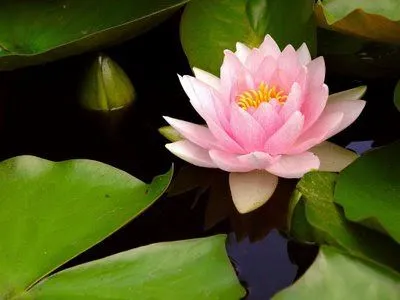 MALETA DE RECORTES: Flores y su significado MALETA DE RECORTES: Flores y su significado
