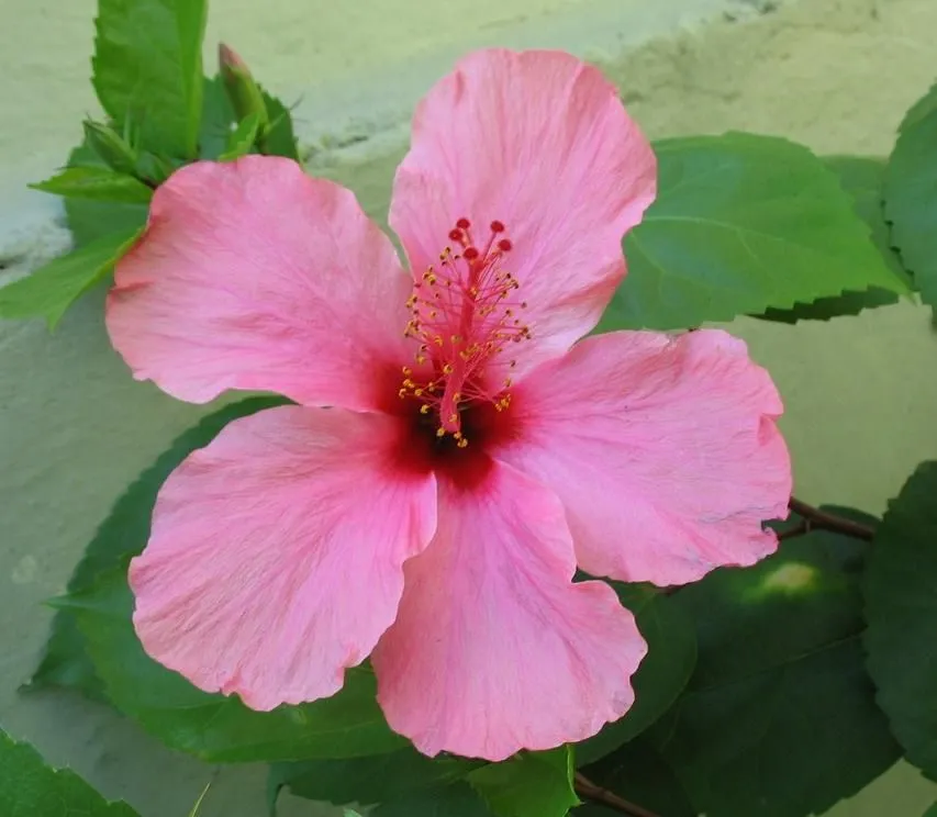 El maletin de la señorita Sonso: Manicura HIBISCO, flor del estado ... El maletin de la señorita Sonso: Manicura HIBISCO, flor del estado ...