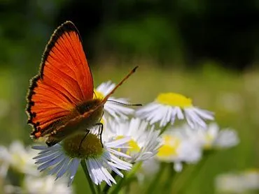 Malinalco Desconocido: 8 Tips para atraer mariposas a tu jardín.