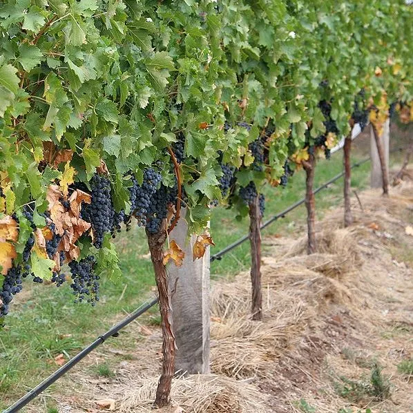 MALINALLI · herbolaria médica: UVA, PARRA, VID, PASAS, grape, vine ... MALINALLI · herbolaria médica: UVA, PARRA, VID, PASAS, grape, vine ...