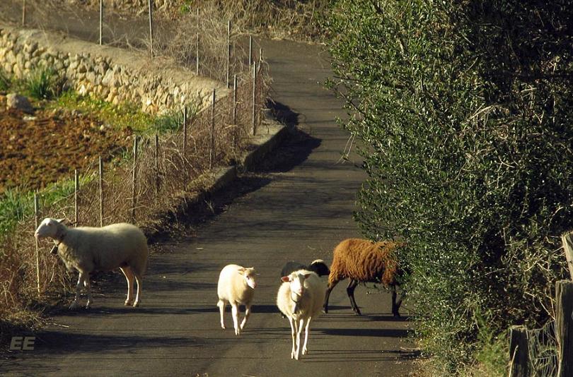 Mallorca es así también: ANIMALES DE CAMPO