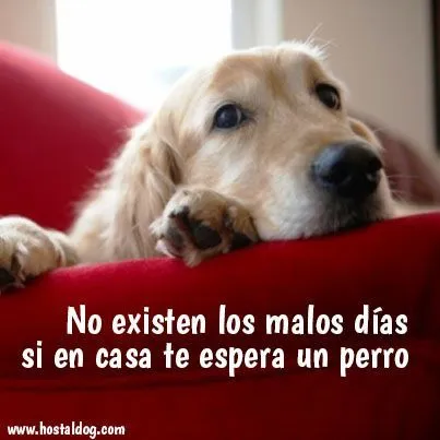 No existen los malos días en casa si te espera un #perro. #amor ...