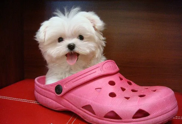 Cosas que tener en casa ante la llegada de un Bichon Maltes ... Cosas que tener en casa ante la llegada de un Bichon Maltes ...