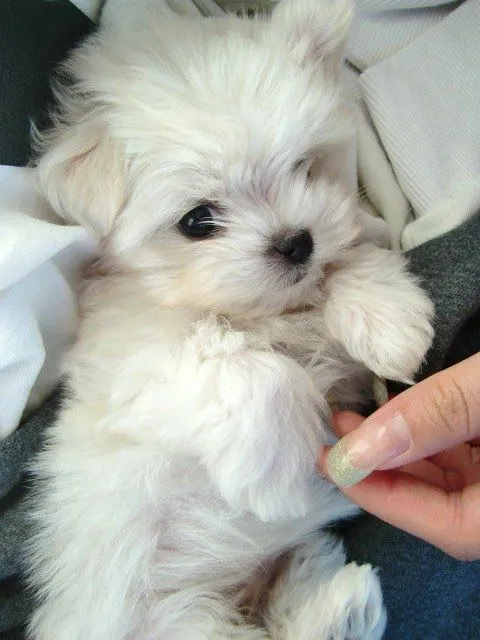 maltese puppy- AWWW | L♡ve it! | Pinterest | Maltés, Bebés y ... maltese puppy- AWWW | L♡ve it! | Pinterest | Maltés, Bebés y ...