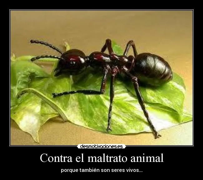 Contra el maltrato animal | Desmotivaciones Contra el maltrato animal | Desmotivaciones