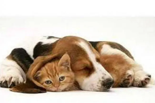 NO al maltrato animal | Vanguardia.com