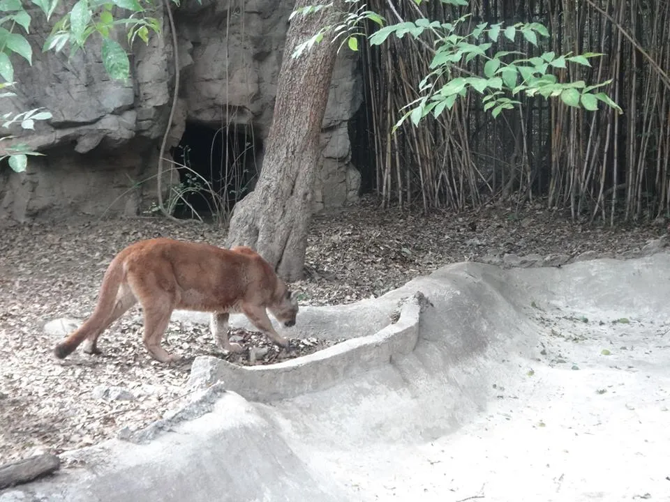 Maltrato Animal en el Zoológico de Chapultepec Maltrato Animal en el Zoológico de Chapultepec