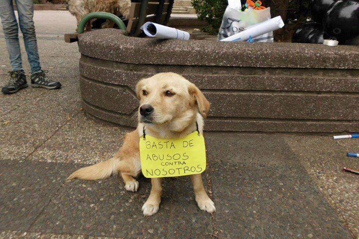 Maltratos, enfermedades y olvido... los perros que algún día ...