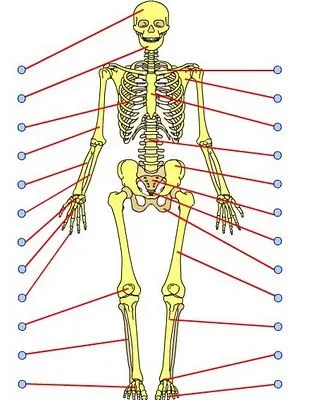 Dibujo del sistema oseo para niños - Imagui